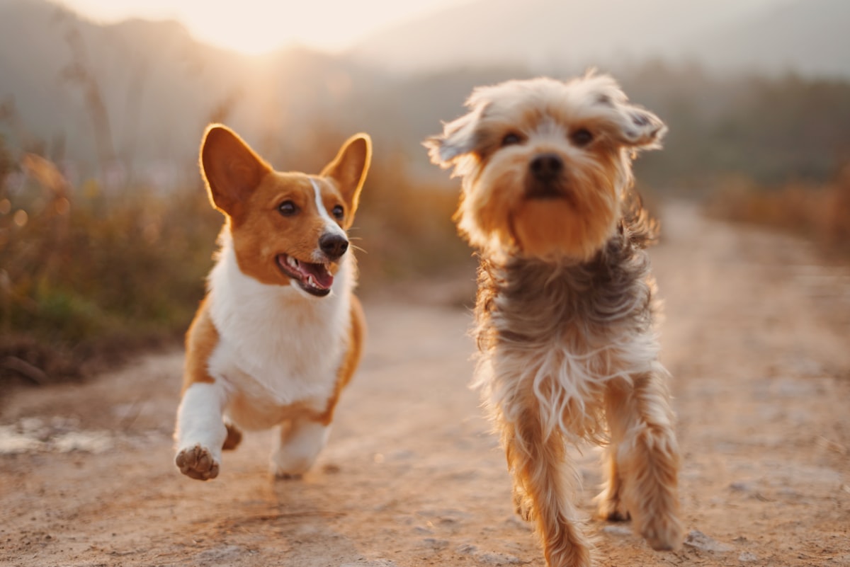 Bright cheerful photograph of a happy pet dog running outdoors in a sunny park with green grass, ears flapping mid-run, joyful and lively, natural daylight, no people